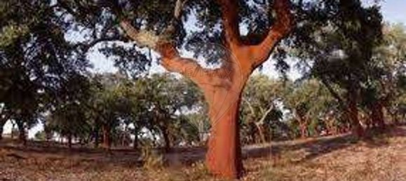 Grundstück in Alcacer do Sal, Portugal 696250m², Nr. 92304 2