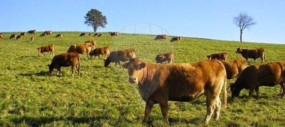 Grundstück in Alcacer do Sal, Portugal 696250m², Nr. 92304 6