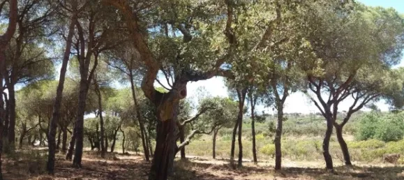 25 chambres Hôtel à Almancil, Portugal No. 145358 6