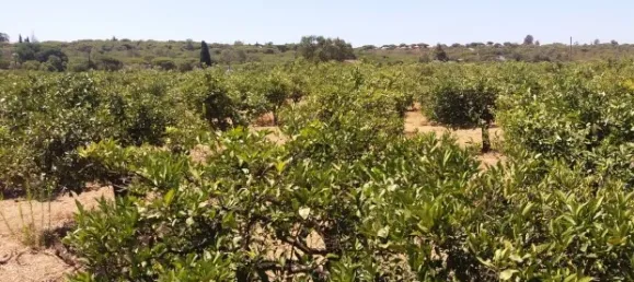 25 chambres Hôtel à Almancil, Portugal No. 145358 3