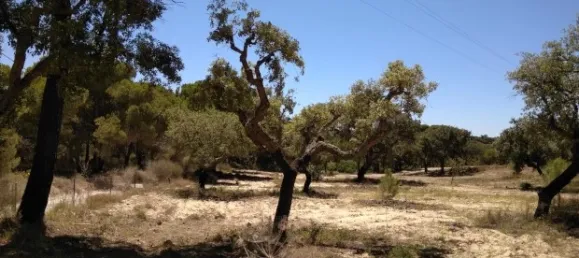 25 chambres Hôtel à Almancil, Portugal No. 145358 12