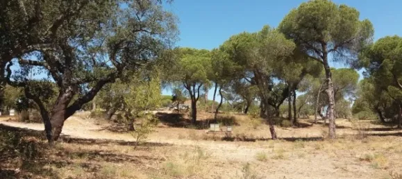 25 chambres Hôtel à Almancil, Portugal No. 145358 5