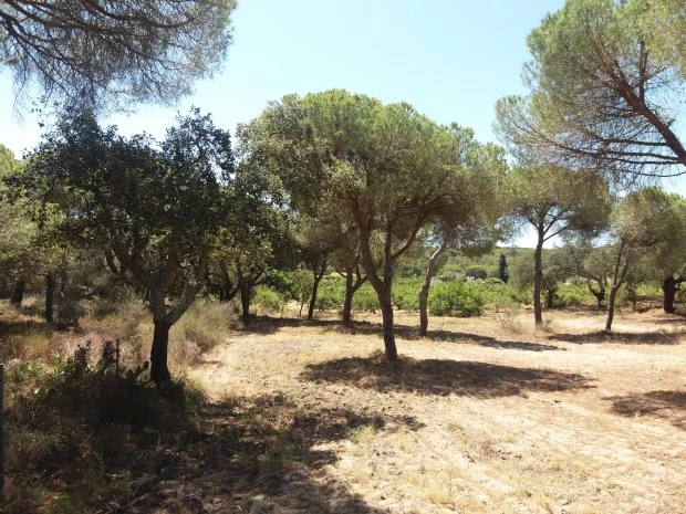 25 chambres Hôtel à Almancil, Portugal No. 145358