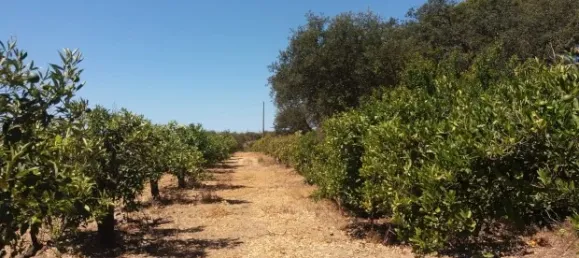 25 chambres Hôtel à Almancil, Portugal No. 145358 16