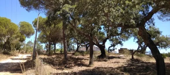 25 chambres Hôtel à Almancil, Portugal No. 145358 8