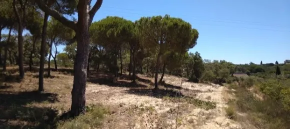 25 chambres Hôtel à Almancil, Portugal No. 145358 10