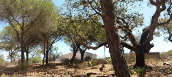 25 chambres Hôtel à Almancil, Portugal No. 145358 9