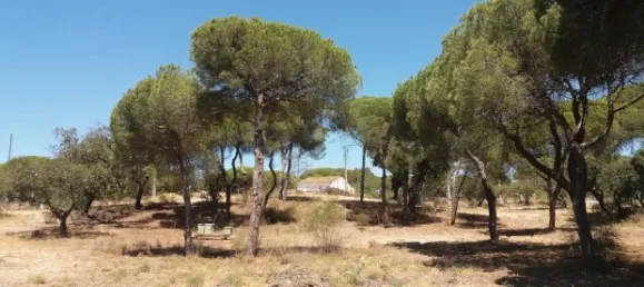 25 chambres Hôtel à Almancil, Portugal No. 145358 20