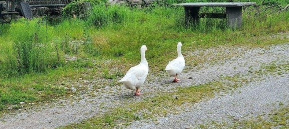 8 rooms House in Weilheim-Schongau, Germany No. 334825 14