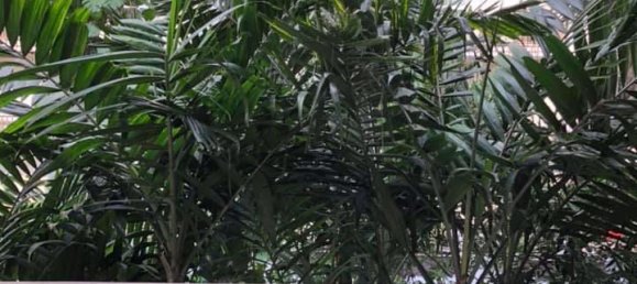 1 Schlafzimmer Eigentumswohnung in Watthana, Thailand, Nr. 4774 11