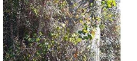  قطعة أرض في Macerata Feltria, Italy 312882متر مربع رقم 261498 3