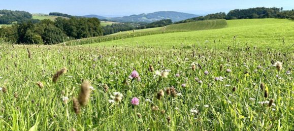 4-Zimmer Stadthaus in Altenberg bei Linz, Austria, Nr. 231953 27