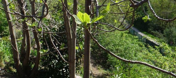5-salle Maison à Cannobio, Italy No. 224983 19
