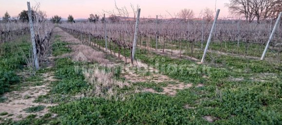 2 Schlafzimmer Haus in Grosseto, Italy, Nr. 90932 23