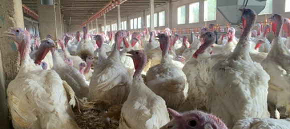 18627m² Land in Mas De Barberans, Spain No. 293649 21