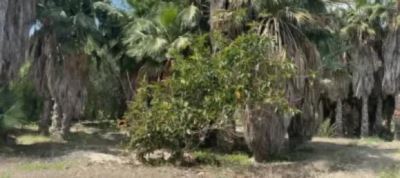 3555m² Land in Alicante, Spain No. 134875 2