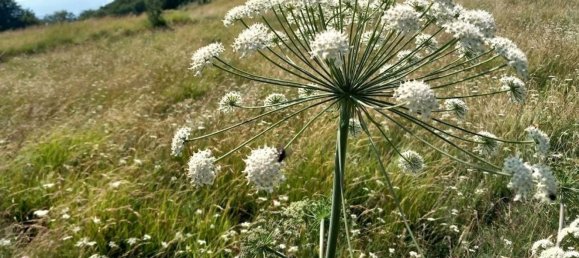 9 bedrooms House in Carrara, Italy No. 327396 12