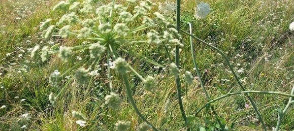 9 bedrooms House in Carrara, Italy No. 327396 13