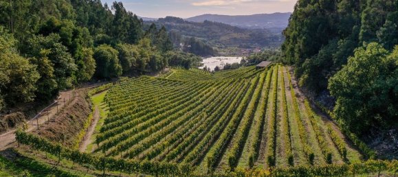 Terreno em Guimarães, Portugal 300000 m² N.º 31690 21