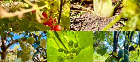 25m² Land in Dahme-Spreewald, Germany No. 344231 6