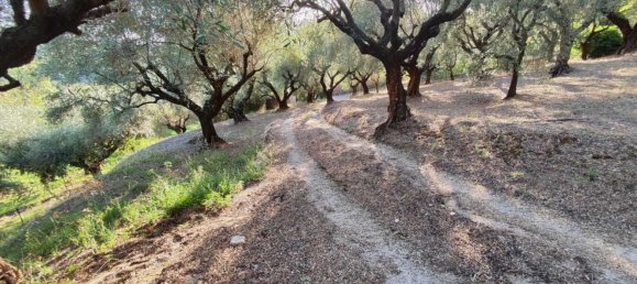  Land in Marcellina, Italy No. 332315 6