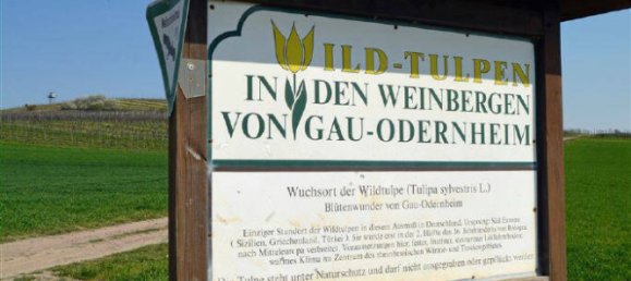 Grundstück in Alzey-Worms, Germany, Nr. 148516 6