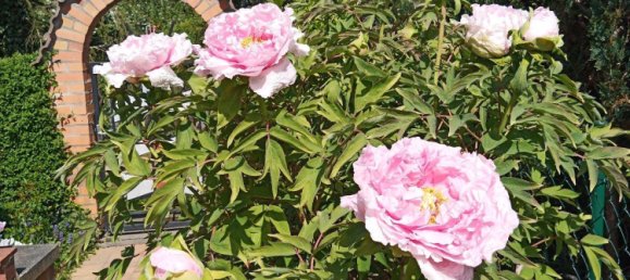 Grundstück in Uckermark, Germany, Nr. 304862 4