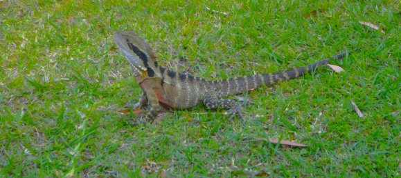 2 chambres Appartement à Dicky Beach, Australia No. 120 16
