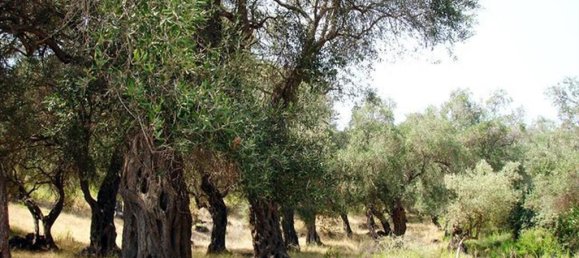 Hotel en Corfu, Greece 108000 m² No. 8020 8