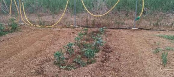 800m² Land in Castellon de la Plana, Spain No. 182489 2