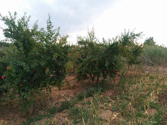 800m² Land in Castellon de la Plana, Spain No. 182489