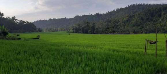 Terrain à Lovina, Indonesia 12000m² No. 4050 2