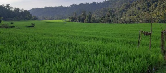 Terrain à Lovina, Indonesia 12000m² No. 4050 8