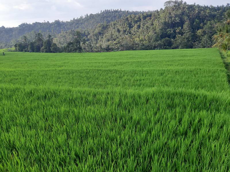 Terrain à Lovina, Indonesia 12000m² No. 4050