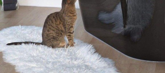 3غرفة منزل في Oftering, Austria رقم 215876 16