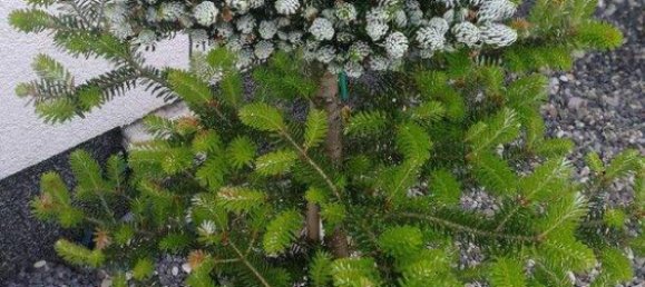 3غرفة منزل في Oftering, Austria رقم 215876 7