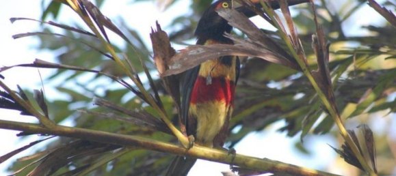 4 bedrooms House in San Mateo, Costa Rica No. 436 6