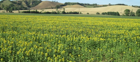 2 Schlafzimmer Haus in Monteroni d'Arbia, Italy, Nr. 327031 6