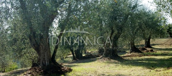 8 rooms House in Montopoli in Val d'Arno, Italy No. 236667 25