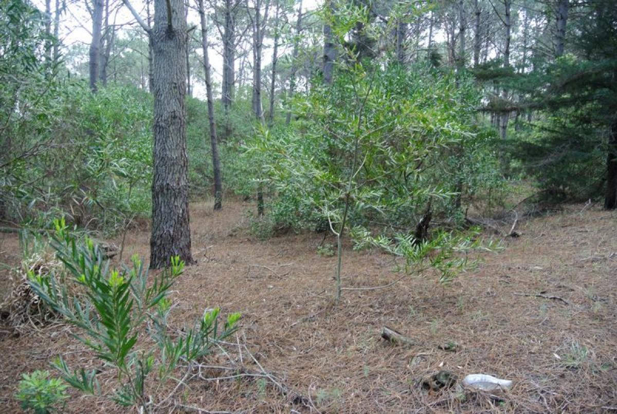 Terreno en Maldonado, Uruguay No. 14101