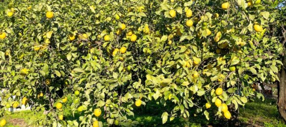 2 chambres Maison à Estepona, Spain No. 136505 8