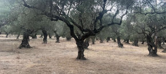  قطعة أرض في Zakynthos, Greece رقم 8574 8