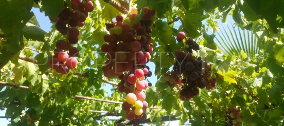 6 bedrooms Villa in Alhaurin de la Torre, Spain No. 187695 4