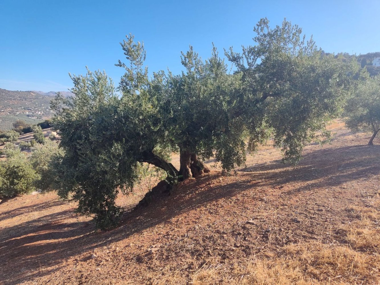 Grundstück in Iznajar, Spain 13727m², Nr. 265328