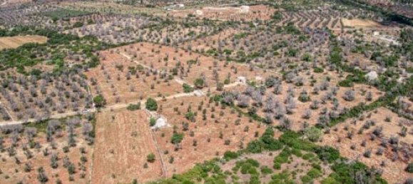 Земельный участок с 3 спальнями в Morciano di Leuca, Италия № 67128 6