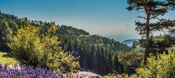 25 rooms House in Strasbourg, France No. 60356 6