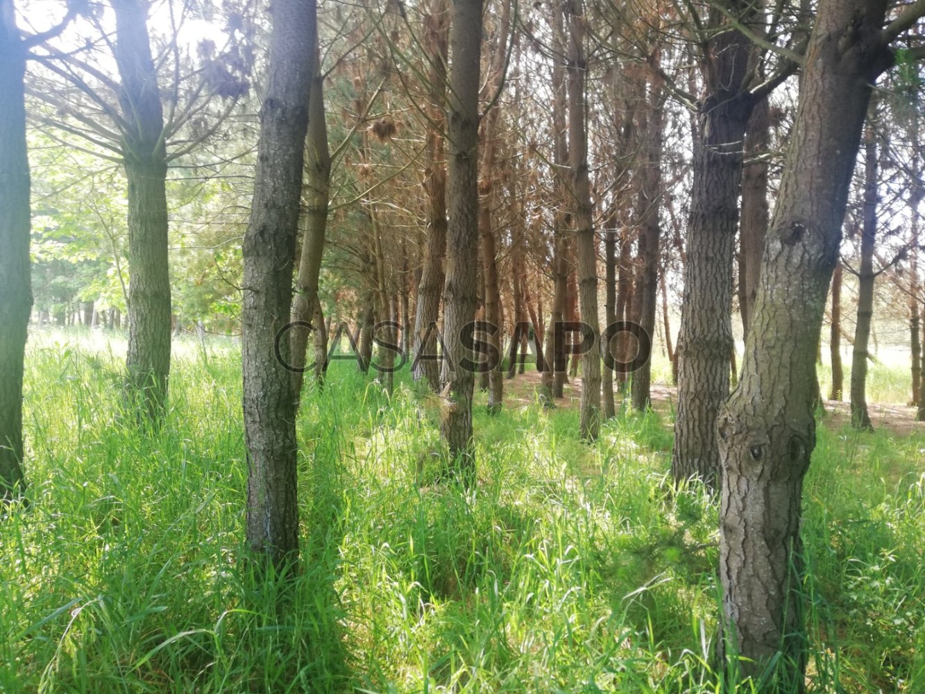 Terreno em Maceda, Portugal N.º 190442