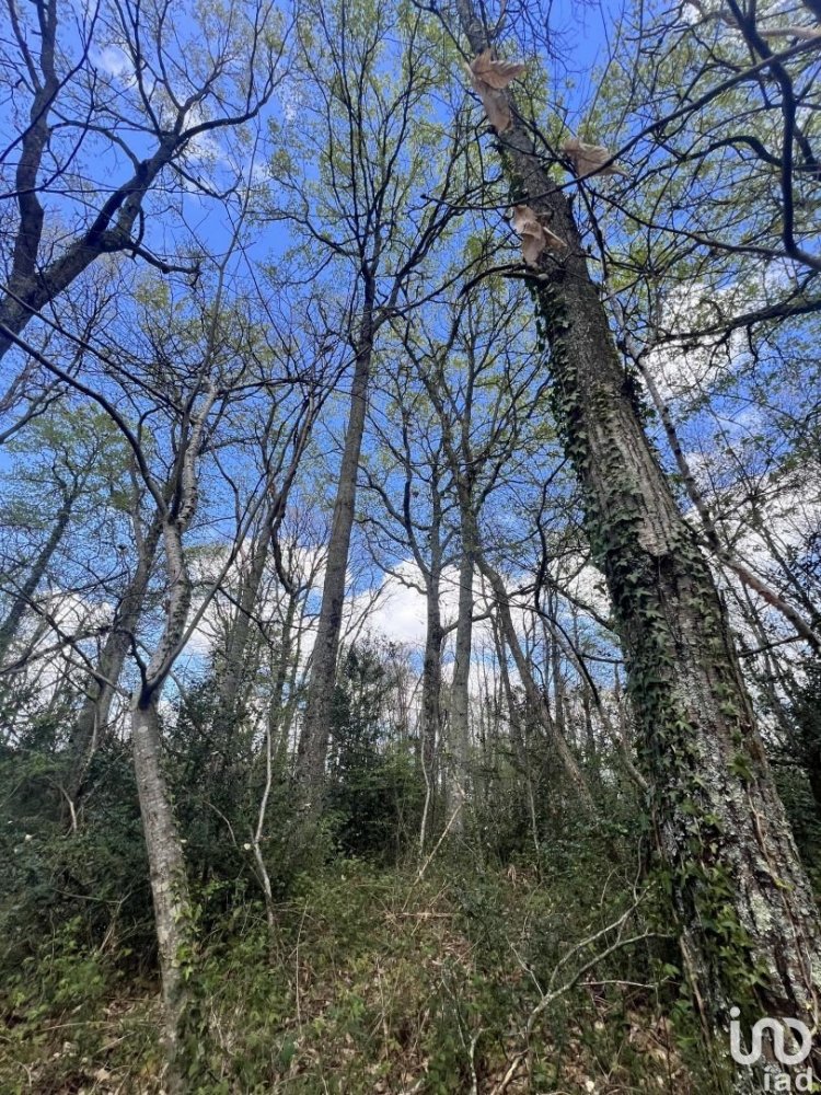  Land in Clarens, France No. 91445