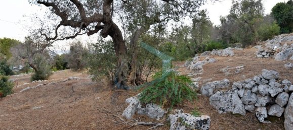 1-Zimmer Grundstück in Corsano, Italy, Nr. 328988 4