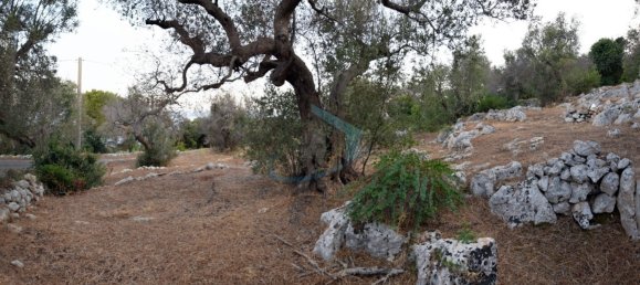 1-Zimmer Grundstück in Corsano, Italy, Nr. 328988 3